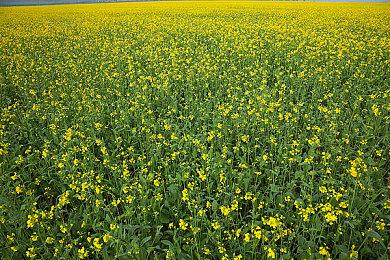 色气动作游戏《闪乱忍忍忍者大战海王星》确定PC版